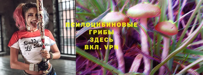 сколько стоит  Качканар  kraken рабочий сайт  Псилоцибиновые грибы Psilocybe 